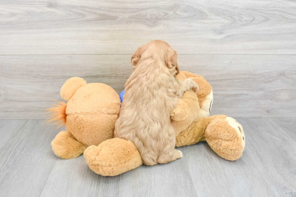 Friendly Cavapoo Baby