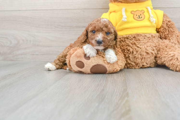 Best Cavapoo Baby