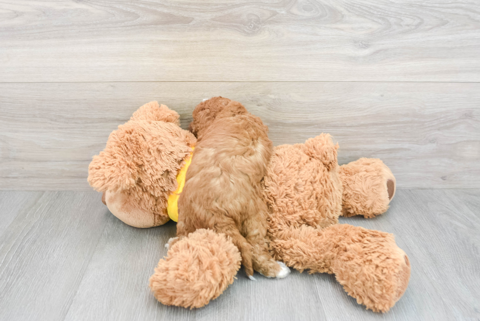 Cavapoo Puppy for Adoption