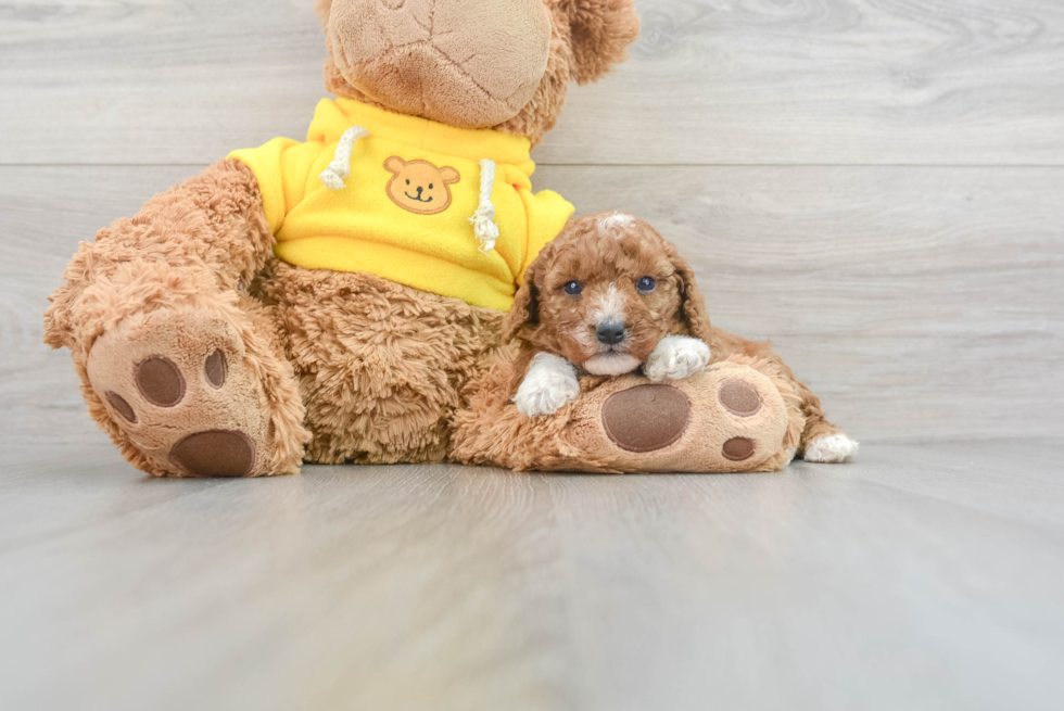 Cute Cavapoo Baby