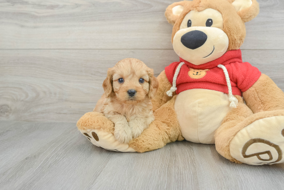 Cavapoo Pup Being Cute