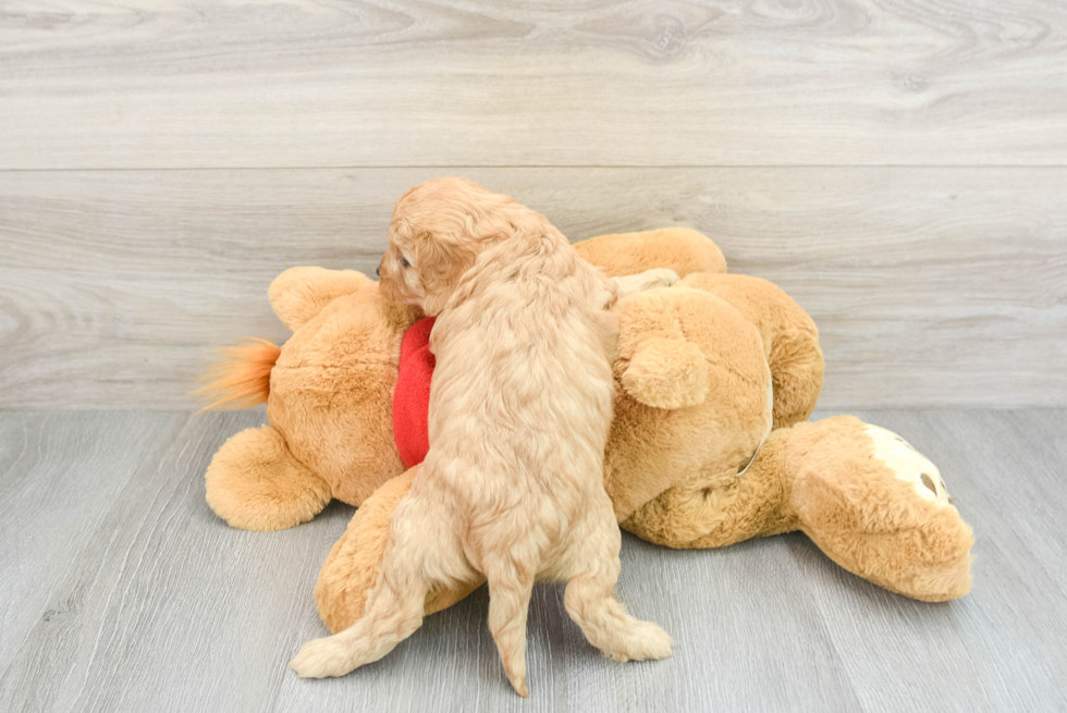 Playful Cavoodle Poodle Mix Puppy