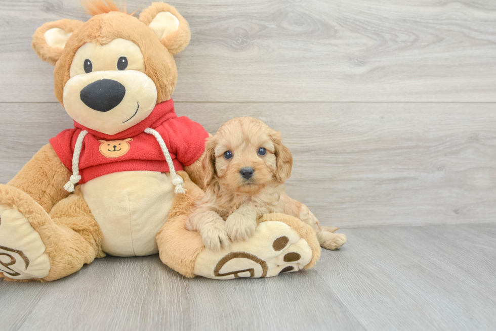 Cavapoo Pup Being Cute