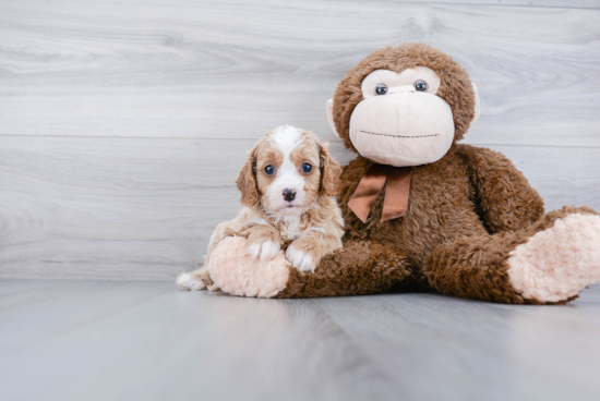 Best Cavapoo Baby