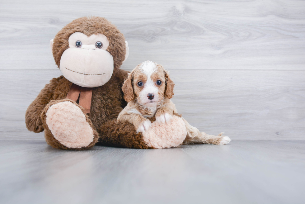 Best Cavapoo Baby