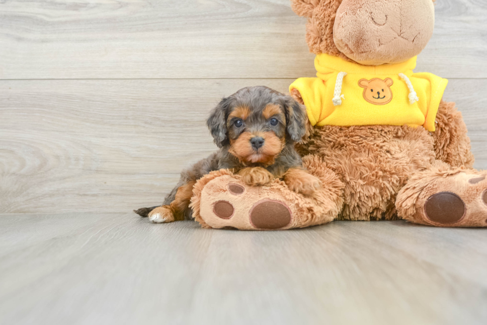 Adorable Cavapoo Eleven: 4lb 5oz Doodle Puppy