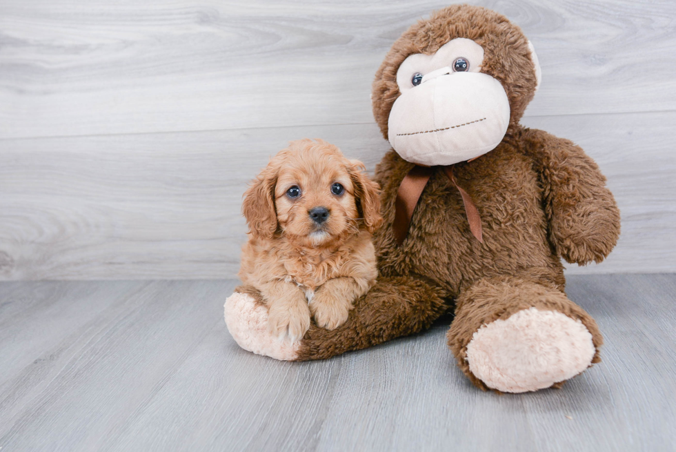 Funny Cavapoo Poodle Mix Pup