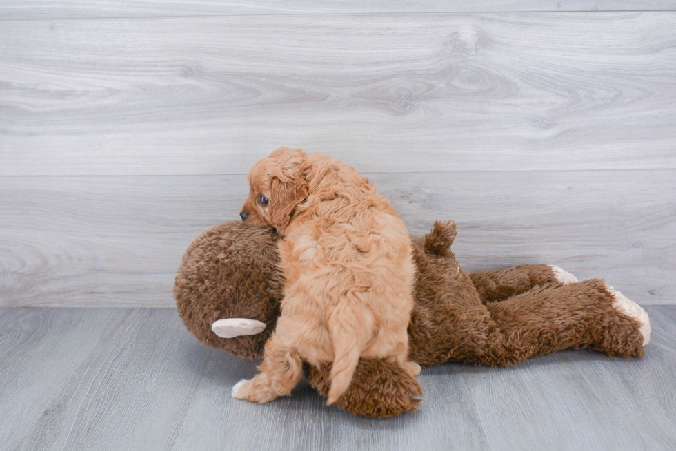 Happy Cavapoo Baby