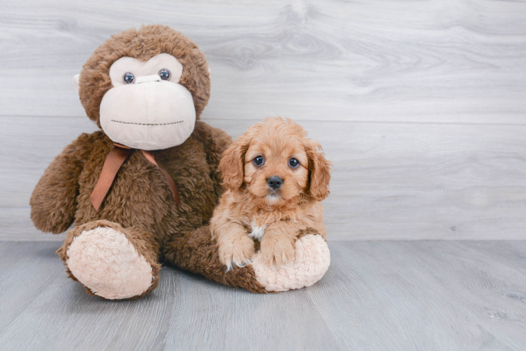 Playful Cavoodle Poodle Mix Puppy