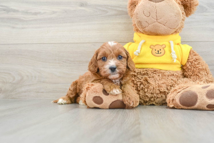 Happy Cavapoo Baby