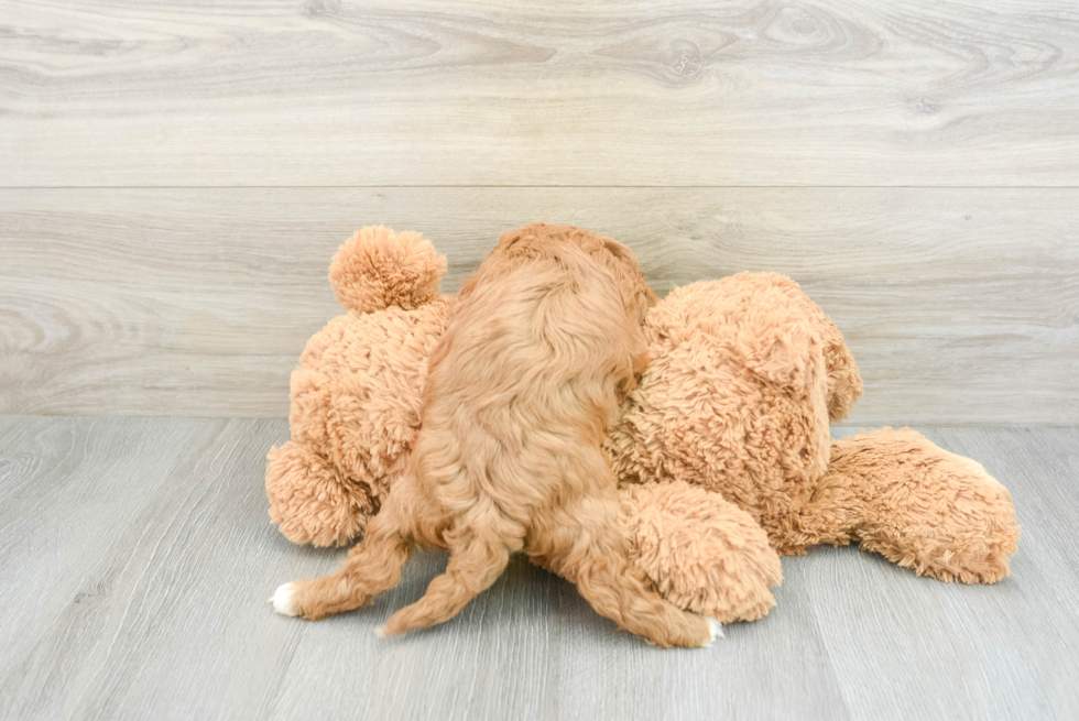 Fluffy Cavapoo Poodle Mix Pup