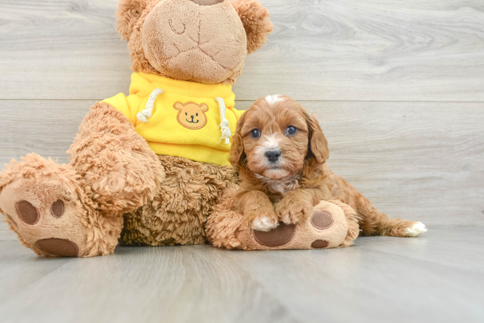 Best Cavapoo Baby