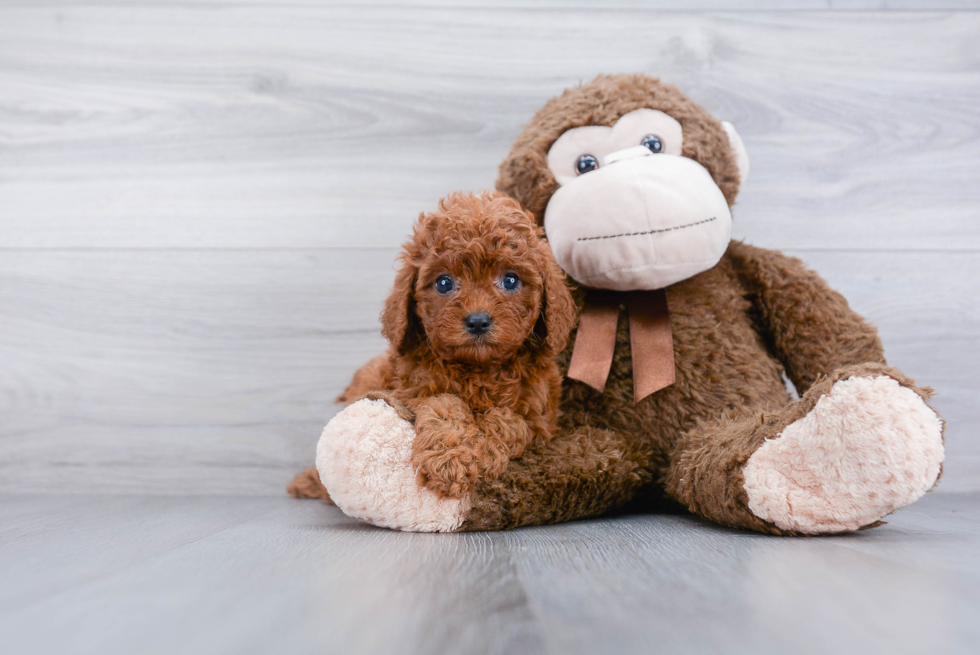 Cavapoo Puppy for Adoption