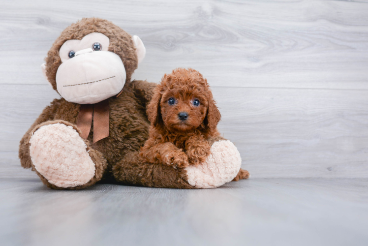 Hypoallergenic Cavoodle Poodle Mix Puppy