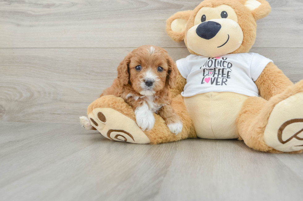 5 week old Cavapoo Puppy For Sale - Premier Pups