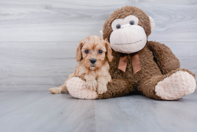 Playful Cavoodle Poodle Mix Puppy