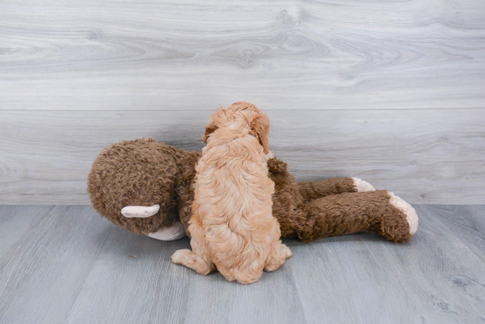 Cavapoo Puppy for Adoption