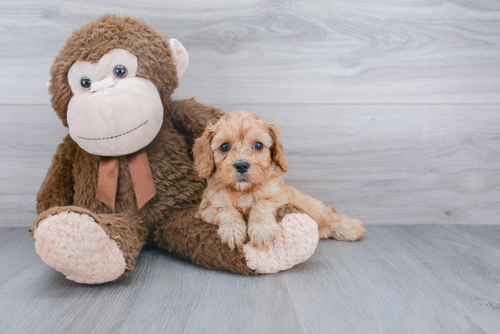 Cavapoo Puppy for Adoption