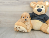 8 week old Cavapoo Puppy For Sale - Premier Pups