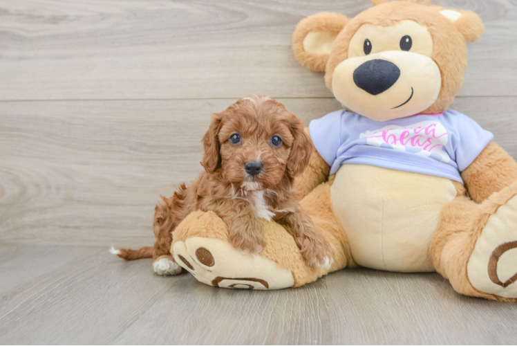 Cavapoo Puppy for Adoption