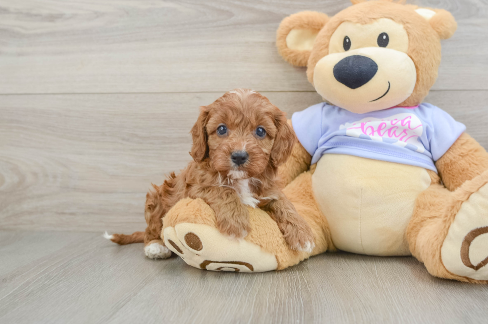 5 week old Cavapoo Puppy For Sale - Premier Pups