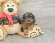 8 week old Cavapoo Puppy For Sale - Premier Pups