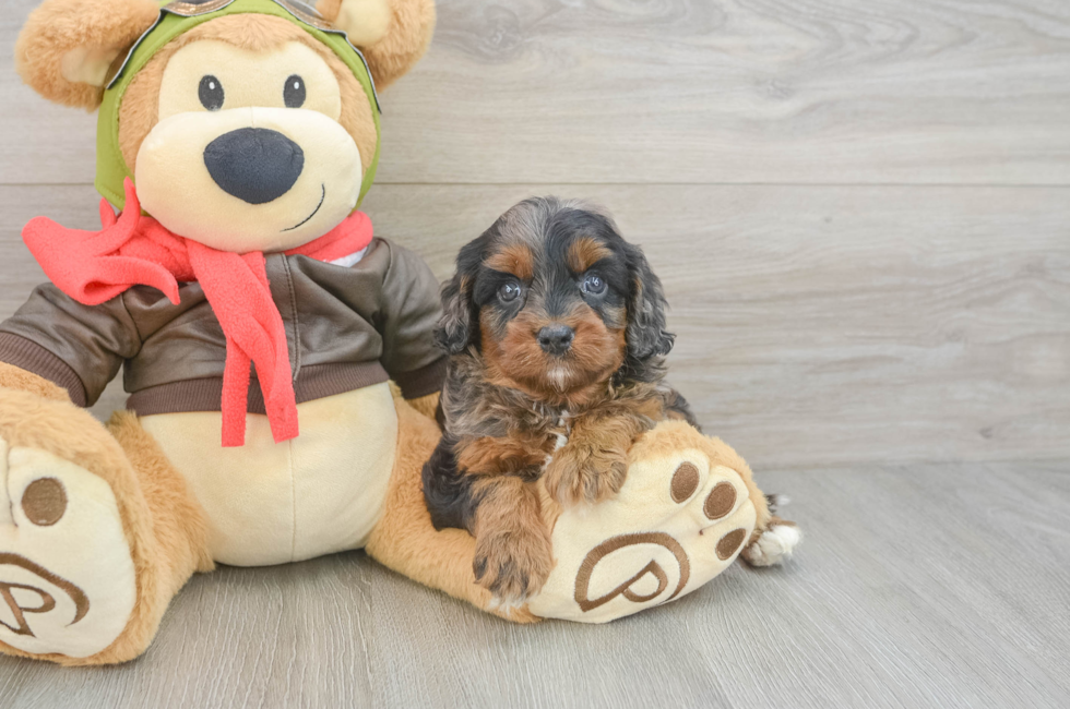5 week old Cavapoo Puppy For Sale - Premier Pups