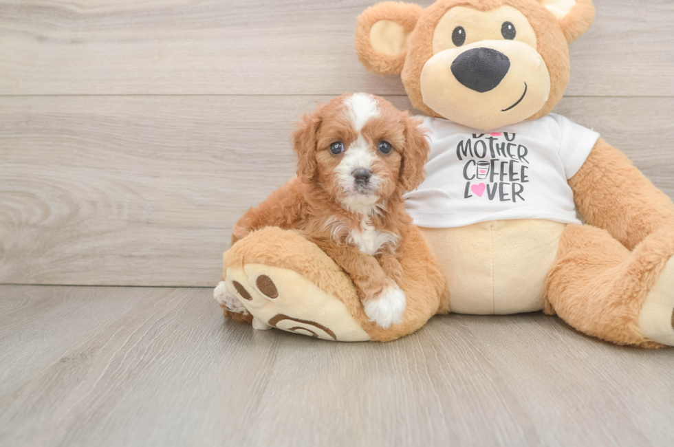 5 week old Cavapoo Puppy For Sale - Premier Pups