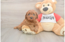 Adorable Cavalier King Charles Spaniel and Poodle Mix Poodle Mix Puppy
