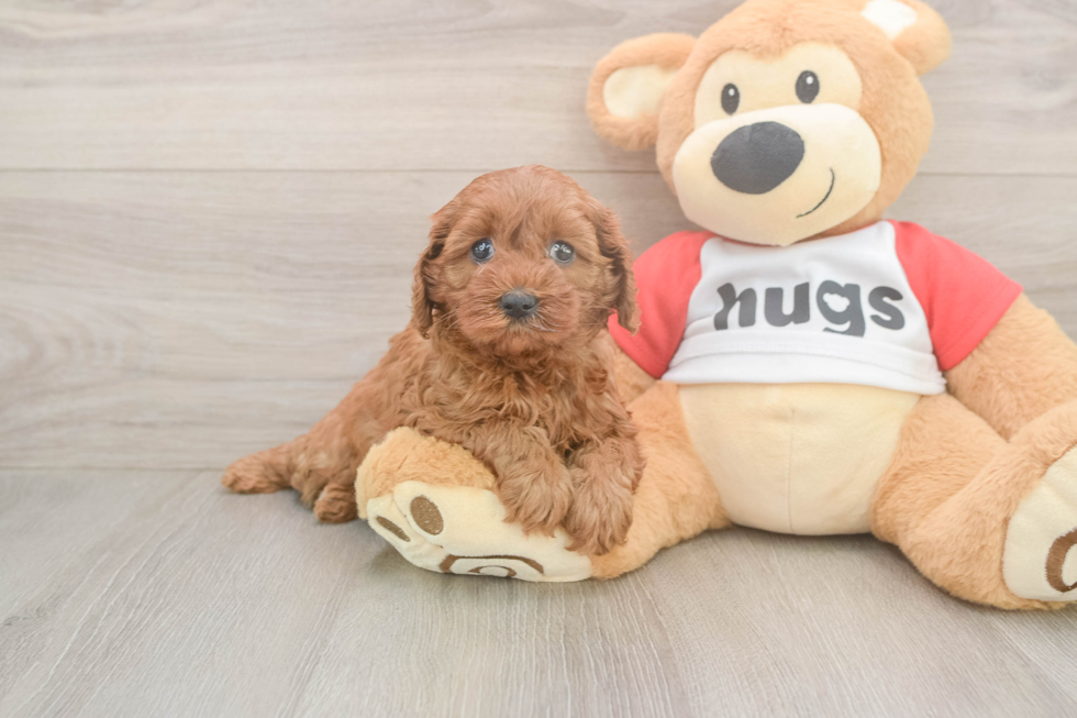 Adorable Cavalier King Charles Spaniel and Poodle Mix Poodle Mix Puppy