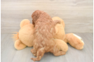 Little Cavipoo Poodle Mix Puppy