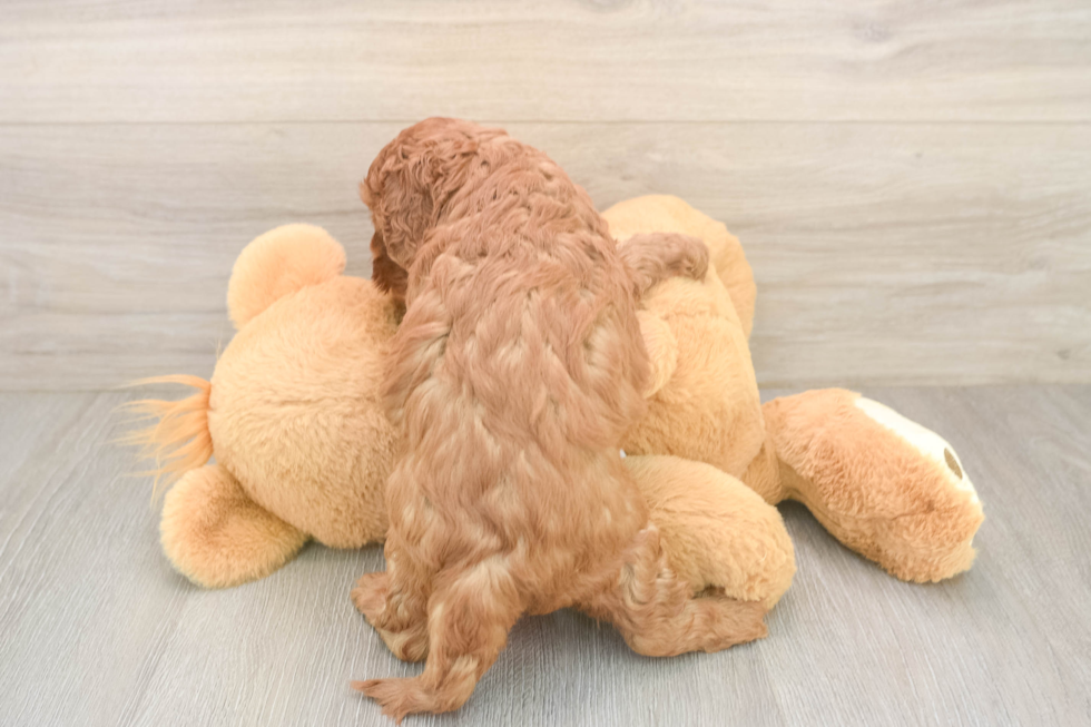 Little Cavipoo Poodle Mix Puppy