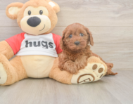 7 week old Cavapoo Puppy For Sale - Premier Pups
