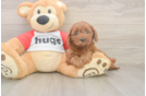 Happy Cavapoo Baby