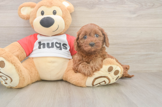 Happy Cavapoo Baby