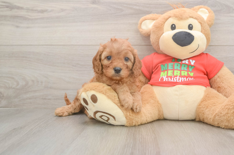 5 week old Cavapoo Puppy For Sale - Premier Pups