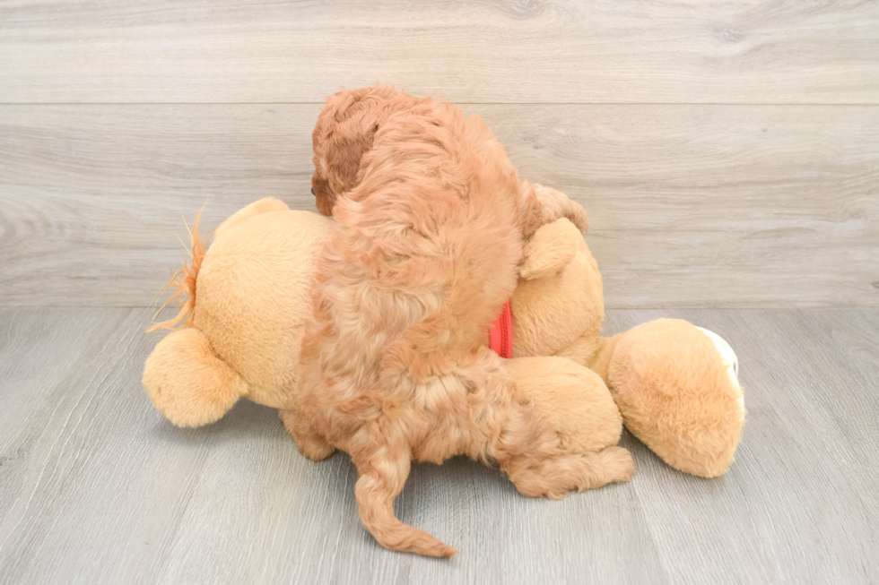 Energetic Cavoodle Poodle Mix Puppy