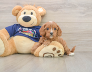 6 week old Cavapoo Puppy For Sale - Premier Pups