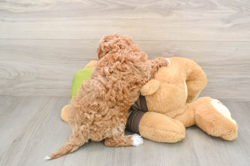 Funny Cavapoo Poodle Mix Pup