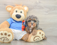 9 week old Cavapoo Puppy For Sale - Premier Pups