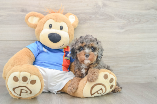 Small Cavapoo Baby
