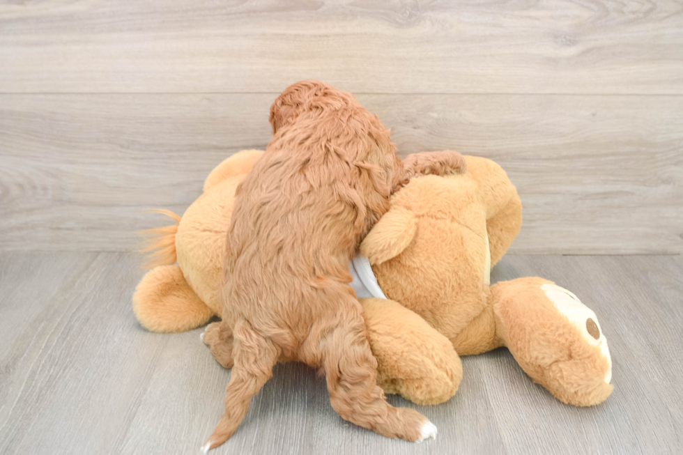 Petite Cavapoo Poodle Mix Pup