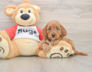 8 week old Cavapoo Puppy For Sale - Premier Pups