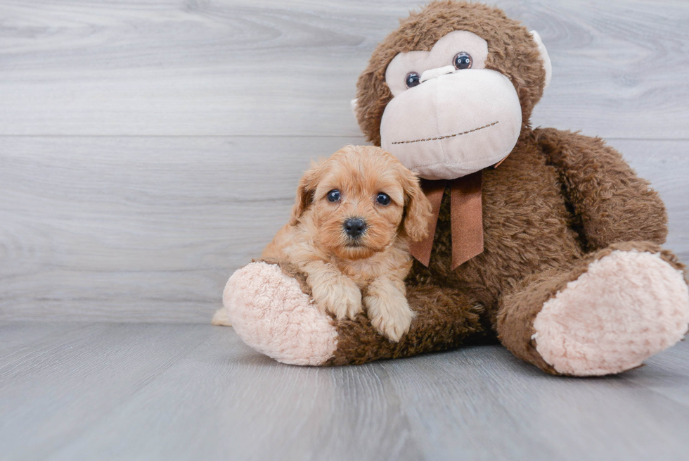 Cavapoo Puppy for Adoption