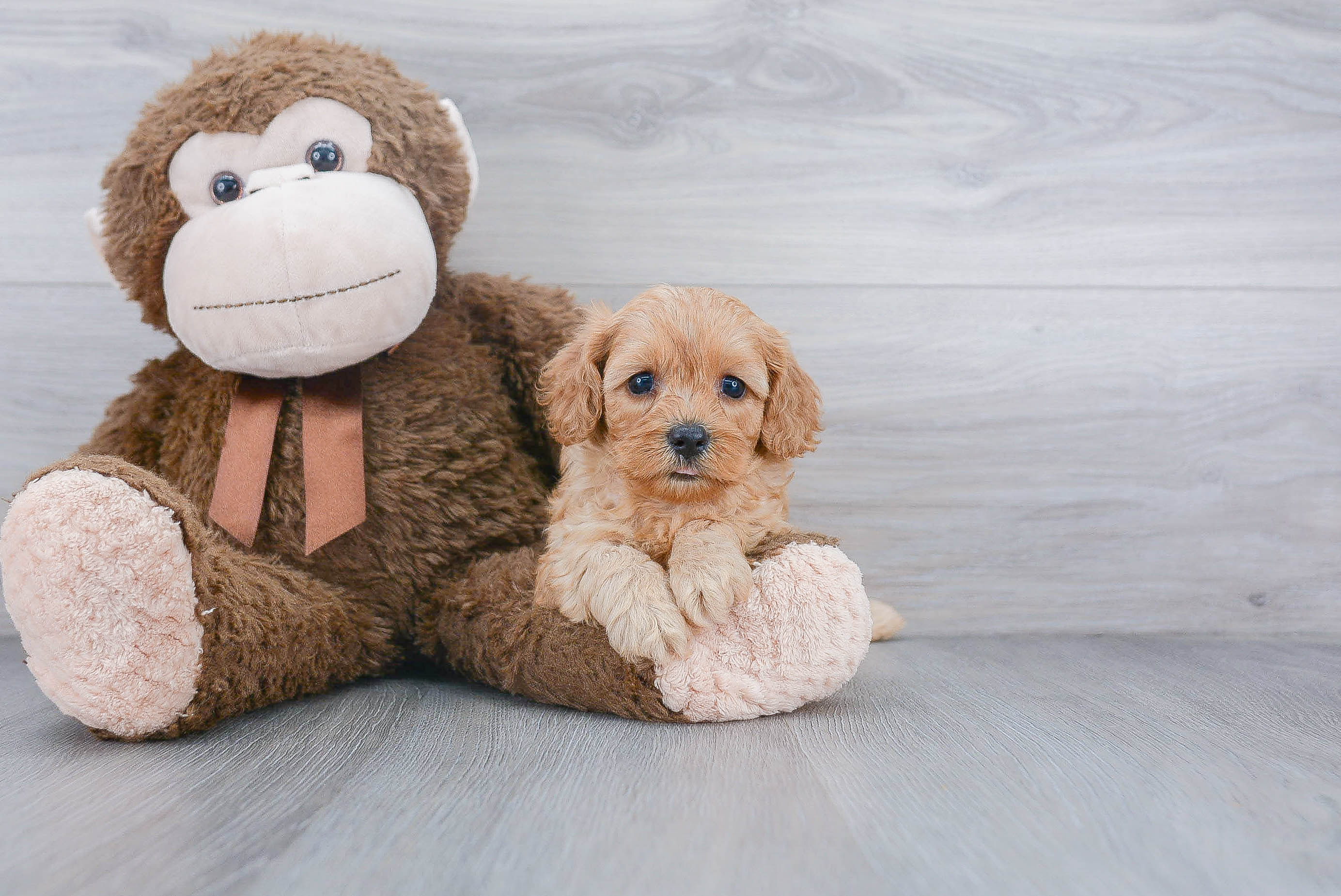 Energetic Cavoodle Poodle Mix Puppy