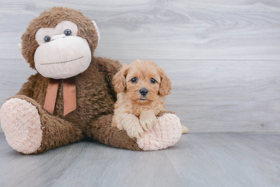 Energetic Cavoodle Poodle Mix Puppy