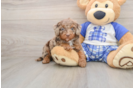 Cavapoo Puppy for Adoption