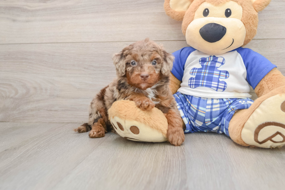 Cavapoo Puppy for Adoption