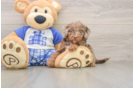 Cavapoo Pup Being Cute