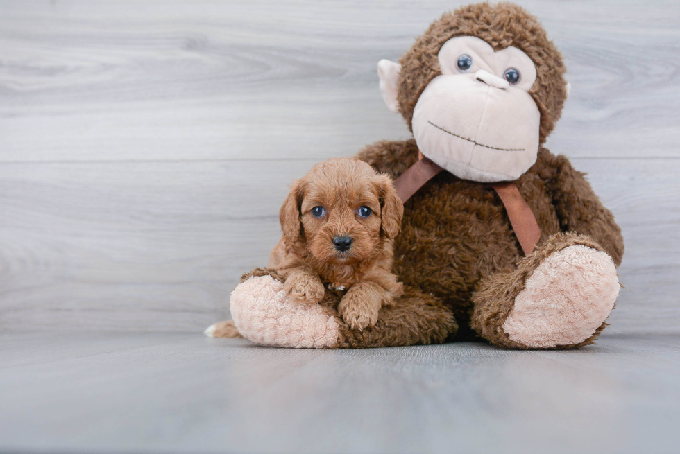 Adorable Cavoodle Poodle Mix Puppy